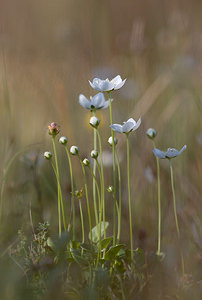 Parnassia palustris (Celastraceae)  - Parnassie des marais, Hépatique blanche - Grass-of-Parnassus Nord [France] 26/09/2009 - 10m