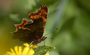 Polygonia c-album (Nymphalidae)  - Robert-le-diable - Comma Pas-de-Calais [France] 05/09/2009 - 30m