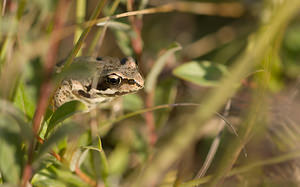 Rana temporaria (Ranidae)  - Grenouille rousse - Grass Frog Nord [France] 26/09/2009A v?rifier: soit un sujet juv?nile de Grenouille rousse, soit Rana arvalis, la grenouille des