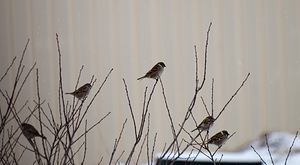 Passer montanus (Passeridae)  - Moineau friquet - Eurasian Tree Sparrow Meuse [France] 10/01/2010 - 230m