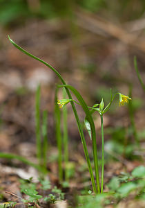 Gagea lutea Gagée jaune, Gagée des bois, Étoile jaune, Ornithogale jaune Yellow Star-of-Bethlehem