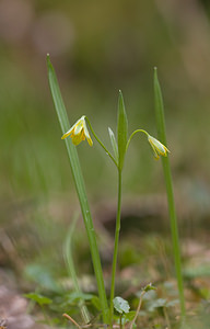 Gagea lutea (Liliaceae)  - Gagée jaune, Gagée des bois, Étoile jaune, Ornithogale jaune - Yellow Star-of-Bethlehem  [France] 28/03/2010 - 220m