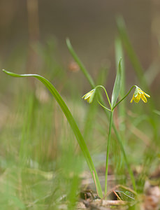 Gagea lutea (Liliaceae)  - Gagée jaune, Gagée des bois, Étoile jaune, Ornithogale jaune - Yellow Star-of-Bethlehem  [France] 28/03/2010 - 220m