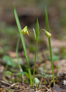 Gagea lutea (Liliaceae)  - Gagée jaune, Gagée des bois, Étoile jaune, Ornithogale jaune - Yellow Star-of-Bethlehem  [France] 28/03/2010 - 220m