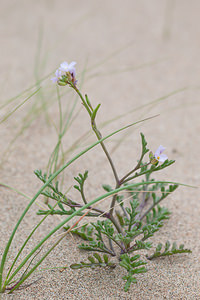 Cakile maritima (Brassicaceae)  - Caquillier maritime, Cakilier, Roquette de mer - Sea Rocket Bas-Ampurdan [Espagne] 08/04/2010