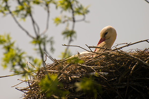 Ciconia ciconia (Ciconiidae)  - Cigogne blanche - White Stork Haut-Ampurdan [Espagne] 09/04/2010