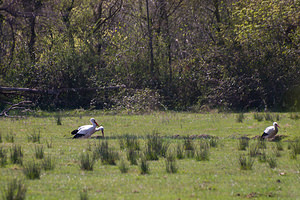 Ciconia ciconia (Ciconiidae)  - Cigogne blanche - White Stork Haut-Ampurdan [Espagne] 09/04/2010