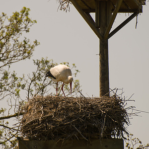 Ciconia ciconia (Ciconiidae)  - Cigogne blanche - White Stork Haut-Ampurdan [Espagne] 09/04/2010