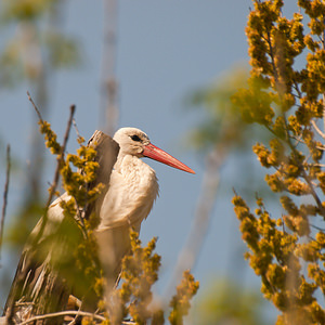 Ciconia ciconia (Ciconiidae)  - Cigogne blanche - White Stork Haut-Ampurdan [Espagne] 09/04/2010