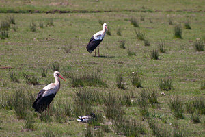 Ciconia ciconia (Ciconiidae)  - Cigogne blanche - White Stork Haut-Ampurdan [Espagne] 09/04/2010