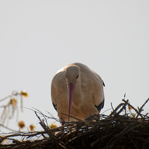 Ciconia ciconia (Ciconiidae)  - Cigogne blanche - White Stork Haut-Ampurdan [Espagne] 09/04/2010