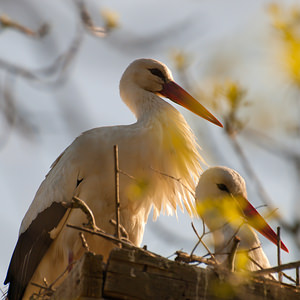 Ciconia ciconia (Ciconiidae)  - Cigogne blanche - White Stork Haut-Ampurdan [Espagne] 09/04/2010