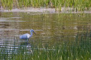 Egretta garzetta (Ardeidae)  - Aigrette garzette - Little Egret Haut-Ampurdan [Espagne] 09/04/2010