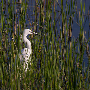 Egretta garzetta (Ardeidae)  - Aigrette garzette - Little Egret Haut-Ampurdan [Espagne] 09/04/2010