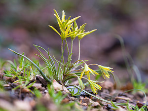 Gagea villosa (Liliaceae)  - Gagée velue, Gagée des champs Lozere [France] 04/04/2010 - 460m