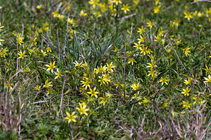 Gagea villosa (Liliaceae)  - Gagée velue, Gagée des champs Lozere [France] 04/04/2010 - 820m