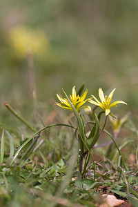 Gagea villosa (Liliaceae)  - Gagée velue, Gagée des champs Lozere [France] 04/04/2010 - 820m
