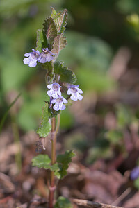 Glechoma hederacea (Lamiaceae)  - Gléchome Lierre terrestre, Lierre terrestre, Gléchome lierre - Ground-ivy Aveyron [France] 14/04/2010 - 320m