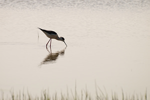 Himantopus himantopus (Recurvirostridae)  - Echasse blanche - Black-winged Stilt Haut-Ampurdan [Espagne] 09/04/2010