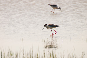 Himantopus himantopus (Recurvirostridae)  - Echasse blanche - Black-winged Stilt Haut-Ampurdan [Espagne] 09/04/2010