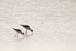 Himantopus himantopus (Recurvirostridae)  - Echasse blanche - Black-winged Stilt Haut-Ampurdan [Espagne] 09/04/2010