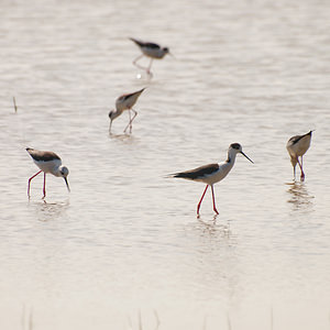 Himantopus himantopus (Recurvirostridae)  - Echasse blanche - Black-winged Stilt Haut-Ampurdan [Espagne] 09/04/2010