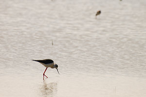 Himantopus himantopus (Recurvirostridae)  - Echasse blanche - Black-winged Stilt Haut-Ampurdan [Espagne] 09/04/2010