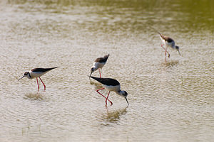 Himantopus himantopus (Recurvirostridae)  - Echasse blanche - Black-winged Stilt Haut-Ampurdan [Espagne] 09/04/2010