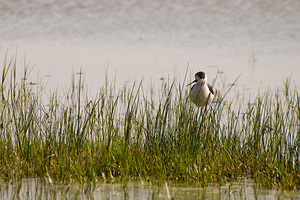 Himantopus himantopus (Recurvirostridae)  - Echasse blanche - Black-winged Stilt Haut-Ampurdan [Espagne] 09/04/2010