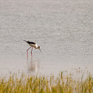 Himantopus himantopus (Recurvirostridae)  - Echasse blanche - Black-winged Stilt Haut-Ampurdan [Espagne] 09/04/2010