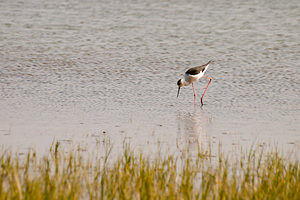 Himantopus himantopus (Recurvirostridae)  - Echasse blanche - Black-winged Stilt Haut-Ampurdan [Espagne] 09/04/2010