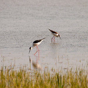 Himantopus himantopus (Recurvirostridae)  - Echasse blanche - Black-winged Stilt Haut-Ampurdan [Espagne] 09/04/2010