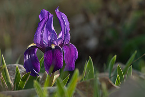 Iris lutescens (Iridaceae)  - Iris jaunissant, Iris jaunâtre, Iris nain Bas-Ampurdan [Espagne] 06/04/2010 - 90m