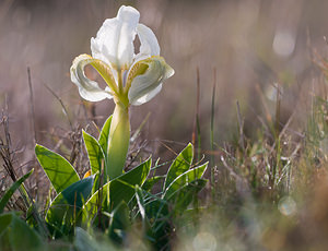 Iris lutescens (Iridaceae)  - Iris jaunissant, Iris jaunâtre, Iris nain Bas-Ampurdan [Espagne] 06/04/2010 - 90m