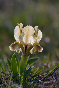 Iris lutescens (Iridaceae)  - Iris jaunissant, Iris jaunâtre, Iris nain Bas-Ampurdan [Espagne] 09/04/2010 - 20m