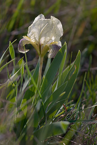 Iris lutescens (Iridaceae)  - Iris jaunissant, Iris jaunâtre, Iris nain Bas-Ampurdan [Espagne] 09/04/2010 - 10m