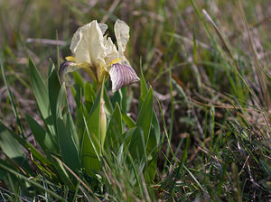 Iris lutescens (Iridaceae)  - Iris jaunissant, Iris jaunâtre, Iris nain Bas-Ampurdan [Espagne] 09/04/2010 - 10m