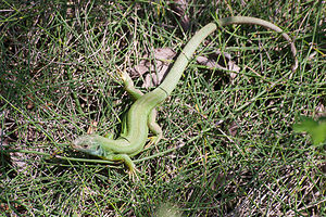 Lacerta bilineata (Lacertidae)  - Lézard à deux raies, Lézard vert occidental - Western Green Lizard Haut-Ampurdan [Espagne] 09/04/2010