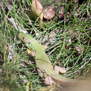 Lacerta bilineata (Lacertidae)  - Lézard à deux raies, Lézard vert occidental - Western Green Lizard Haut-Ampurdan [Espagne] 09/04/2010