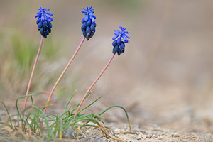 Muscari botryoides (Asparagaceae)  - Muscari fausse botryde, Muscari faux botrys, Muscari botryoïde, Muscari en grappe - Compact Grape-hyacinth Aude [France] 11/04/2010 - 30m