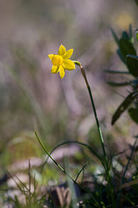 Narcissus assoanus (Amaryllidaceae)  - Narcisse d'Asso, Narcisse à feuilles de jonc, Narcisse de Requien Bas-Ampurdan [Espagne] 05/04/2010 - 100m
