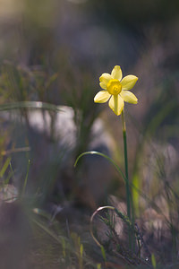 Narcissus assoanus (Amaryllidaceae)  - Narcisse d'Asso, Narcisse à feuilles de jonc, Narcisse de Requien Bas-Ampurdan [Espagne] 05/04/2010 - 100m