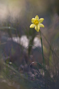 Narcissus assoanus (Amaryllidaceae)  - Narcisse d'Asso, Narcisse à feuilles de jonc, Narcisse de Requien Bas-Ampurdan [Espagne] 05/04/2010 - 100m