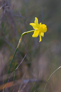 Narcissus assoanus (Amaryllidaceae)  - Narcisse d'Asso, Narcisse à feuilles de jonc, Narcisse de Requien Bas-Ampurdan [Espagne] 05/04/2010 - 100m