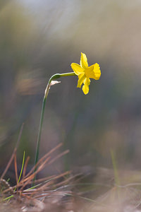 Narcissus assoanus (Amaryllidaceae)  - Narcisse d'Asso, Narcisse à feuilles de jonc, Narcisse de Requien Bas-Ampurdan [Espagne] 05/04/2010 - 100m