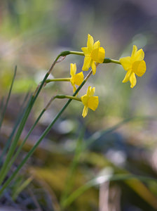 Narcissus assoanus (Amaryllidaceae)  - Narcisse d'Asso, Narcisse à feuilles de jonc, Narcisse de Requien Bas-Ampurdan [Espagne] 05/04/2010 - 110m