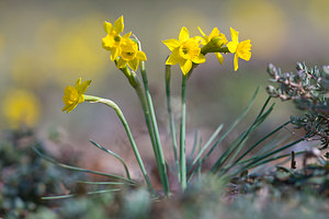 Narcissus assoanus (Amaryllidaceae)  - Narcisse d'Asso, Narcisse à feuilles de jonc, Narcisse de Requien Moianes [Espagne] 06/04/2010 - 570m