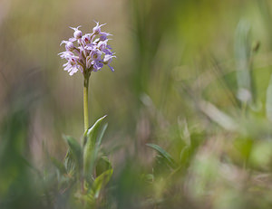 Neotinea conica (Orchidaceae)  - Néotinée conique, Orchis conique Haut-Ampurdan [Espagne] 05/04/2010 - 10m