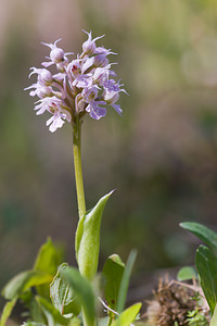 Neotinea conica (Orchidaceae)  - Néotinée conique, Orchis conique Haut-Ampurdan [Espagne] 05/04/2010 - 10m