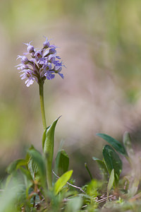 Neotinea conica (Orchidaceae)  - Néotinée conique, Orchis conique Haut-Ampurdan [Espagne] 05/04/2010 - 10m